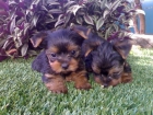 Cachorritos de yorkshire terrier macho y hembra minis - mejor precio | unprecio.es