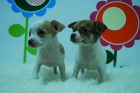 cachorros de Chiguagua con dos meses muy bonitos - mejor precio | unprecio.es