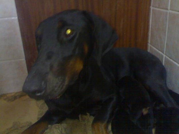 cachorros doberman 300