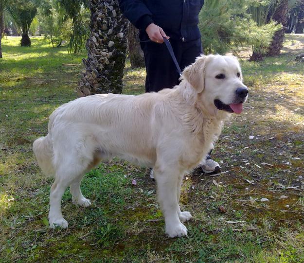 Cachorros Golden Retriever Pedigree LOE
