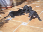 ENORMES CACHORROS DE DOGO ALEMAN - mejor precio | unprecio.es