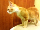 GORDITO gato naranjita que necesita adopción - mejor precio | unprecio.es