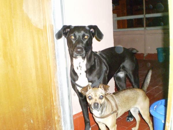 regalar animales