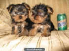 REGALO CACHORROS TOY , DE YORKSHIRE TERRIER MACHO Y HEMBRA - - mejor precio | unprecio.es