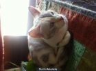 Regalo gatita Blanca con accesorios por mudanza - mejor precio | unprecio.es