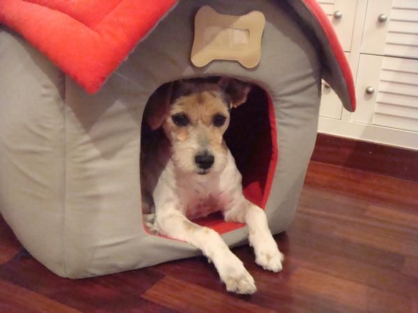 regalo perrita