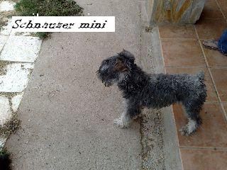 Schnauzer mini para montas
