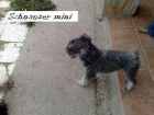 Schnauzer mini para montas - mejor precio | unprecio.es