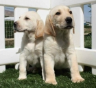 Se vende camada de Labrador - mejor precio | unprecio.es