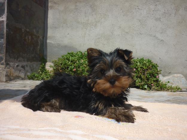 Ultimos cachorros de Yorkshire