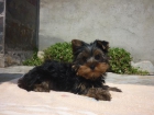 Ultimos cachorros de Yorkshire - mejor precio | unprecio.es