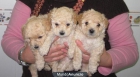 vendo caniche mini toy - mejor precio | unprecio.es