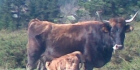 Venta de animales de raza terreña en Bizkaia. - mejor precio | unprecio.es