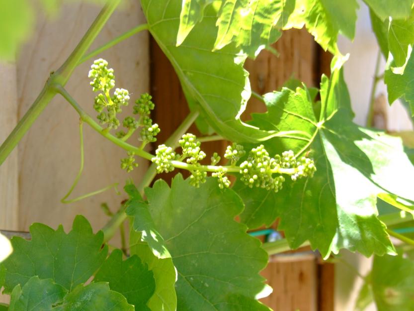 Vino de cosechero. Vino joven de cosechero