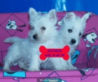 West higland en venta, increíbles cachorros - mejor precio | unprecio.es