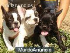 bulldog frances bcn 350 - mejor precio | unprecio.es