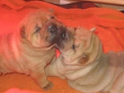 CACHORROS DE SHAR PEI - mejor precio | unprecio.es