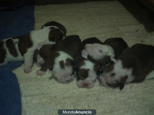 CAMADA BULLDOG INGLES PRECIOSOS