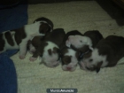CAMADA BULLDOG INGLES PRECIOSOS - mejor precio | unprecio.es