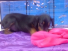 DOBERMANN   PERRO DE UTILIDAD, COMPAÑÍA Y PROTECCIÓN  De origen  Aleman. De tamaño mediano, fuerte y musculoso. Las líne - mejor precio | unprecio.es