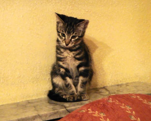 Gatito de 2 meses y medio en adopción, precioso!