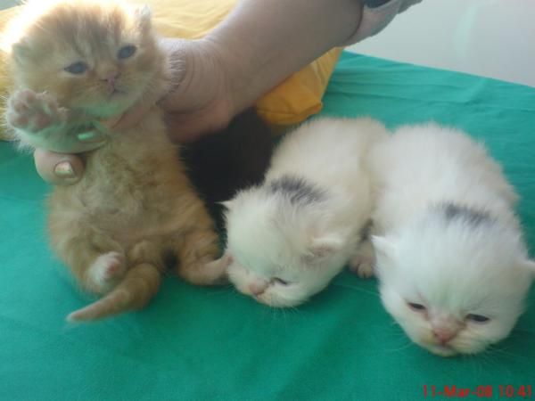 PERSA   Gato plácido, tranquilo, flemático, sedentario, que puede vivir felizmente en un apartamento. Sociable, pacífico