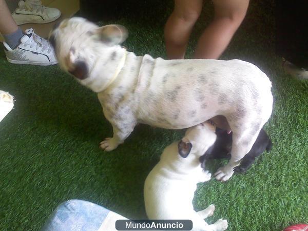 se vende buldog frances hembra