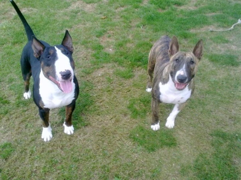 Se venden cachorros de bull terrier (precio negociable)
