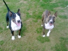 Se venden cachorros de bull terrier (precio negociable) - mejor precio | unprecio.es