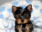 Yorkshire terrier cachorros 160 euros - mejor precio | unprecio.es