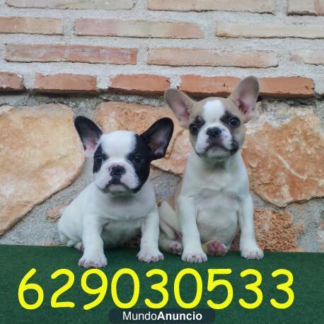 Bulldog Frances,varios colores y pedigree por 360€