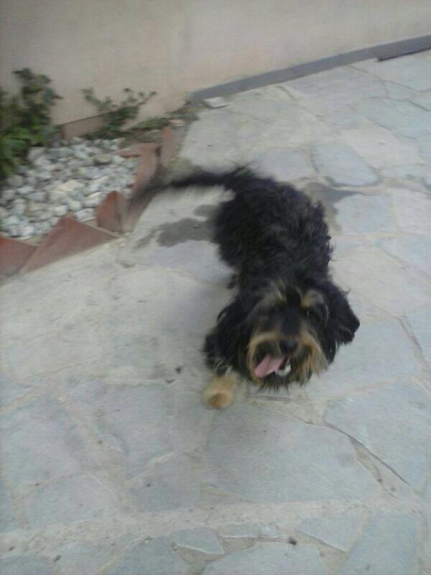 Busco r hogar para nuestro inquieto amigo ....