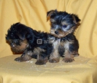Cachorritos de yorkshire mini - mejor precio | unprecio.es
