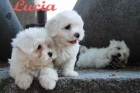 Cachorros Bichon maltes, garantia veterinaria - mejor precio | unprecio.es