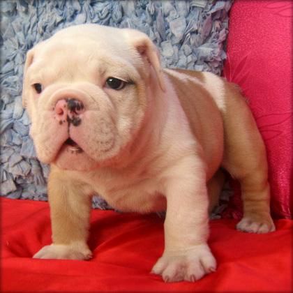 Cachorros de bulldog inglés (Lleida)