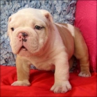 Cachorros de bulldog inglés (Lleida) - mejor precio | unprecio.es
