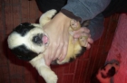 CACHORROS DE SAN BERNARDO DE PELO LARGO - mejor precio | unprecio.es