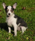 Chihuahua cachorros económica 100 - mejor precio | unprecio.es