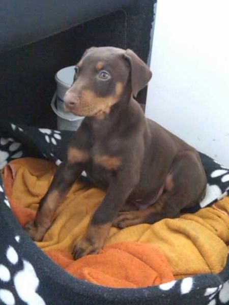 DOBERMAN MARRON FUEGO MACHO , ULTIMO CACHORRITO