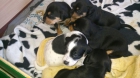 Regalamos Cachorros - mejor precio | unprecio.es
