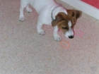 vender Jack Russel - mejor precio | unprecio.es