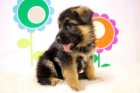 WWW.ANIMALFLOWER.COM _ PASTOR ALEMAN _ CACHORRITOS CON PEDIGRE Y 2 MESES EDAD _ ( ENTREGA INMEDIATA ) - mejor precio | unprecio.es