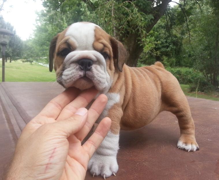 Bulldog Inglés cachorros disponibles