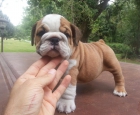 Bulldog Inglés cachorros disponibles - mejor precio | unprecio.es