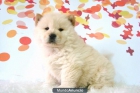 Chow Chow cachorritos de excelente calidad - mejor precio | unprecio.es