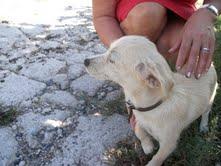 Deisy, una preciosa cachorrita busca una familia que la cuide