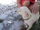 Deisy, una preciosa cachorrita busca una familia que la cuide - mejor precio | unprecio.es