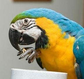 Gaumcamayos  azul y oro oferta para sus hugers
