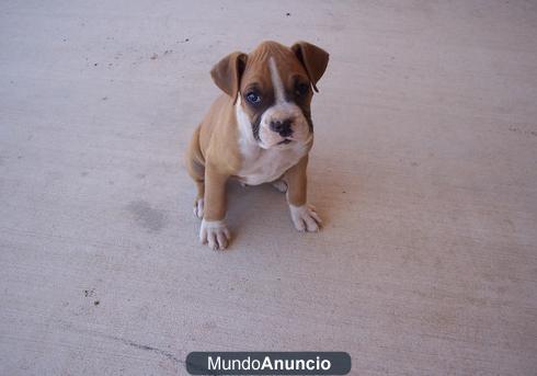 Regalo   Cachorros boxer