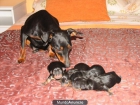 Mini Pinscher muy pequeños y nacionales 390€ - mejor precio | unprecio.es